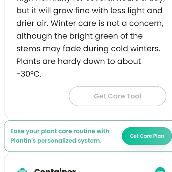 Horsetail, Approximately 25 Reeds w/ Roots - Picture 8 of 8